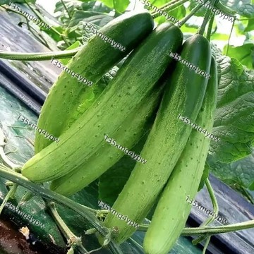 🌱現貨 黃瓜種子（100粒） 水果黃瓜 壓趴架黃瓜白皮黃瓜四季播種黃瓜蔬菜種子四季播種 黃瓜夯限時下殺限時下殺