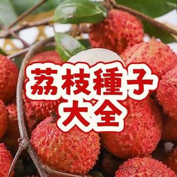 次日達-【荔枝種子大全】當季新籽 發芽率高 產量高 營養豐富 飽滿多汁 陽台庭院盆栽 農家自留種#超優惠