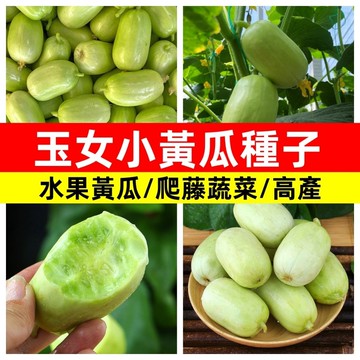 玉女小黃瓜種子 迷你水果黃瓜生吃脆甜無渣無刺牛奶小黃瓜種子四季盆栽陽台庭院特色蔬菜種子