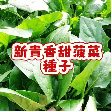 台灣當季 香甜波菜種子 耐熱不易抽苔 家庭菜園 陽台盆栽 快收成蔬菜 新手友善 現貨速發