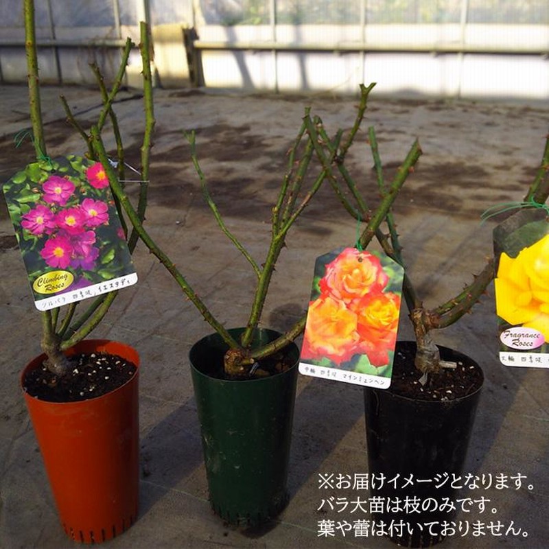 クリスマスローズ開花株☆ソレイユ風アンティークローズピンク