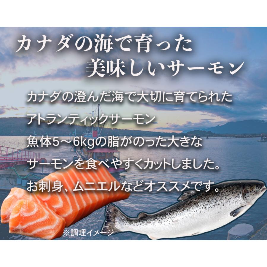 カナダ産アトランティックサーモン　お刺身用 1kg（500gパック×２個入り）