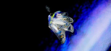 [定做] WING OF INFINITY