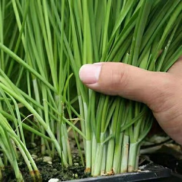 🥬（韭菜種子）獨根白根紅韭菜種子 寬葉韭菜籽 家庭菜園庭院盆栽種植種子 耐熱耐寒高產蔬菜種子