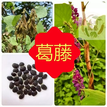 嘉儀現貨（葛藤種子）葛藤 甘葛 無渣粉葛根種子百花銀背野葛邊坡綠化藤本植物沙土護坡鞏固爬藤葛根種子四季易種