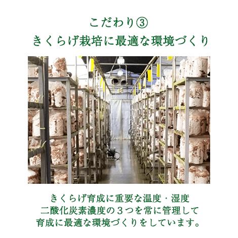 純国産 乾燥 きくらげ 大容量100g×3袋 敬老の日 健康 ダイエット 栄養 ビタミンD お歳暮 ギフト プレゼント