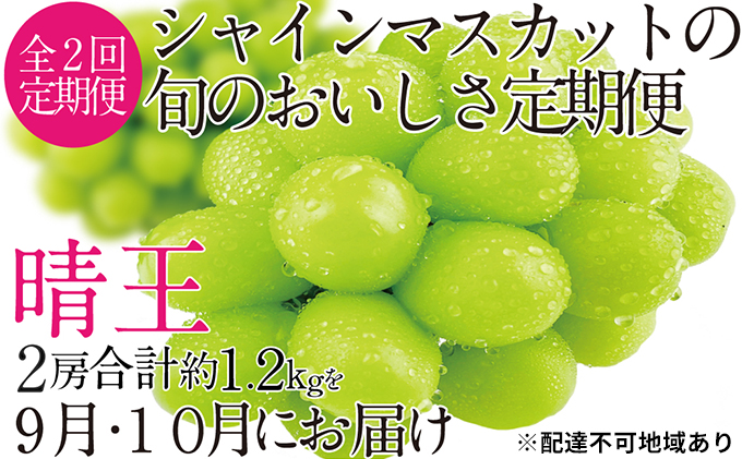 ぶどう 2024年 先行予約 9月・10月発送 シャイン マスカット 晴王 2房（合計約1.2kg） ブドウ 葡萄  岡山県産 国産 フルーツ 果物 ギフト