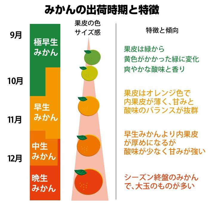 みかん 熊本 訳あり 送料無料 1.5kg  2セット購入で1セットおまけ 3セット購入でダブル増量3セットおまけ 極早生 は果皮が緑