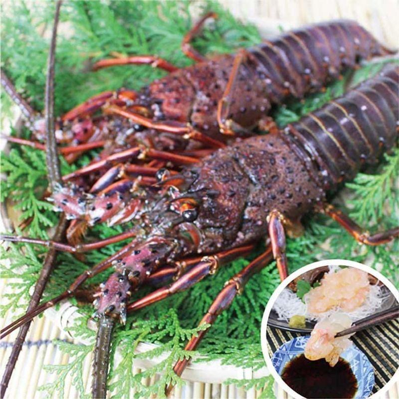 伊勢海老 冷凍（加熱用） 特大（800g?1kｇ）1尾 魚介類 （活〆冷凍）