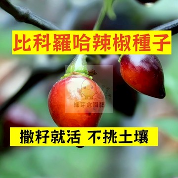 🌱早熟高產 🌶️比科羅哈辣椒種子LJ-10 生長勢快 抗病性強 撒籽就活 不挑土壤 分枝強壯 易種植田栽庭院盆栽蔬菜種子