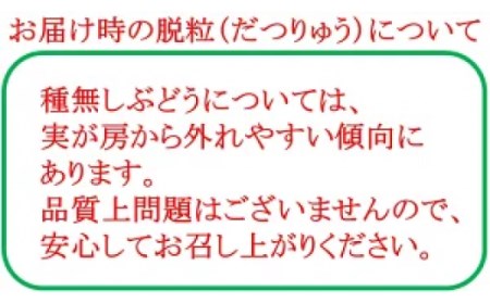 ＜2024年先行予約＞厳選！山梨県笛吹市産 シャインマスカット 約1.5kg(2～3房) 156-006