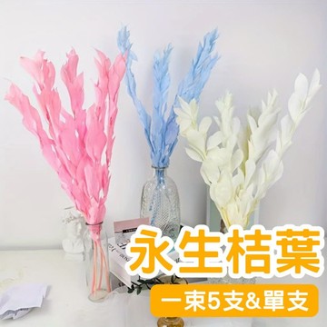 [🌹DIY🌸絕美花材🌹]永生桔葉 永生玉竹葉 桔葉 玉竹葉 乾燥花 永生花 DIY手作 小花束 花束 拍攝道具