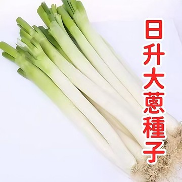 日昇大蔥種子 日本蔥 長蔥 大蔥苗 蔥種 蔬菜種子 耐熱品種 家庭菜園 陽台種植 四季可播 青蔥 香料 新鮮 易種 高發