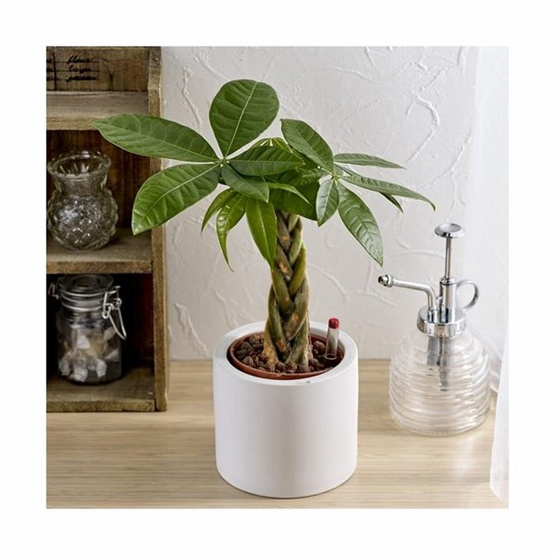 観葉植物 お手入れかんたん 編込みパキラ シリンダーホワイト 花 ギフト 誕生日 プレゼントインテリア鉢 御祝 結婚祝 新生活 通販 Lineポイント最大0 5 Get Lineショッピング