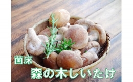 淡路島産の菌床生椎茸（しいたけ）