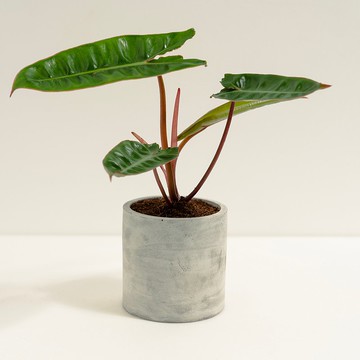 橘柄蔓綠絨 │泥作系列│福所栽