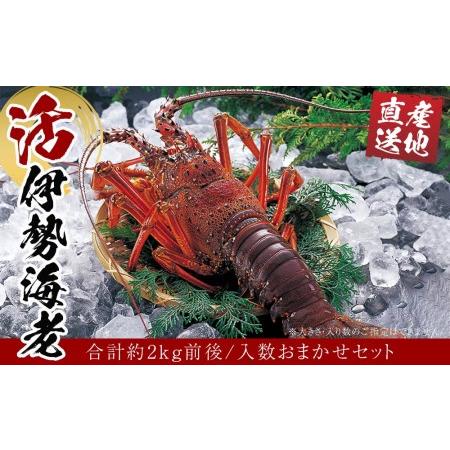 ふるさと納税 活 伊勢海老 合計約2kg セット 訳あり ２番手 和歌山県白浜町