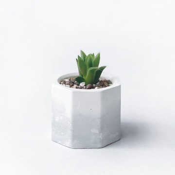 (預購) 白灰漸層系列 | 百合科 瑪雅壽 小八角形漸層水泥多肉植栽