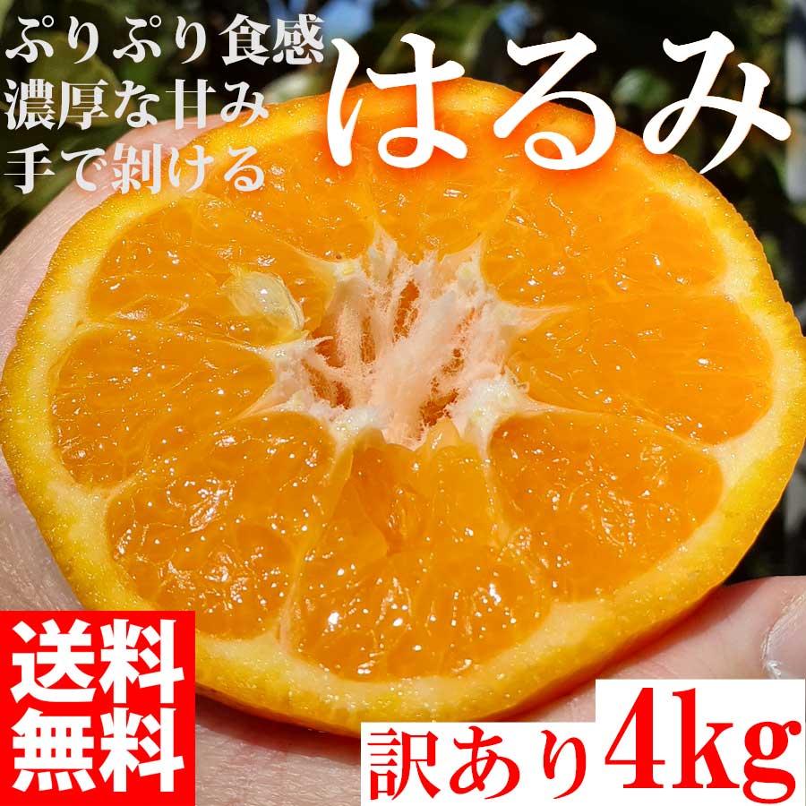 3月上旬発送予約販売 みかん はるみ 4kg 訳あり ブランド 和歌山県産 産直 オレンジ フルーツ 果物