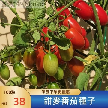 現貨🍅【甜麥番茄種子】（100粒） 小西紅柿種子 超甜 皮薄 多汁小番茄多年生聖女果種籽 四季播種農田盆栽 水果蔬菜種子