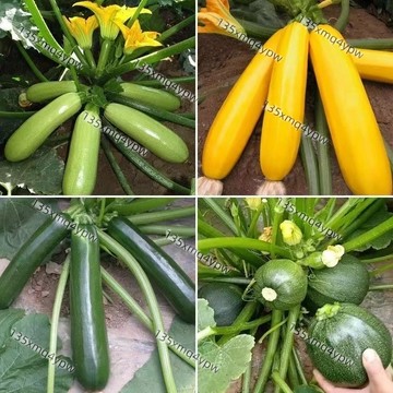 台灣現貨 西葫蘆種子（50粒）超低價 菜籽早熟翠珠無蔓耐寒西胡蘆蔬菜籽瓜子種四季春季占瓜種子 四季高產 蔬菜種子