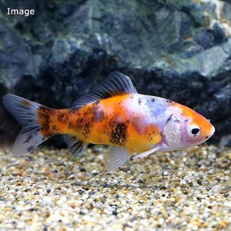 （国産金魚）パールスケール系オタマ金魚（５匹）