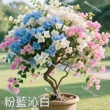 台灣現貨 12h出貨  重瓣三角梅（250粒）多色四季勤花 好養室內外太陽庭院 耐寒耐熱 懶人種植 超長花期 多年生