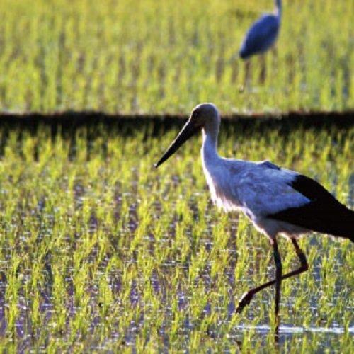 兵庫県産 白米 農薬・化学肥料未使用 特別栽培米 但馬コシヒカリ コウノトリ育むお米 5kg