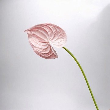 Floral M 黛安娜心型火鶴仿真花花材  2個  少女粉