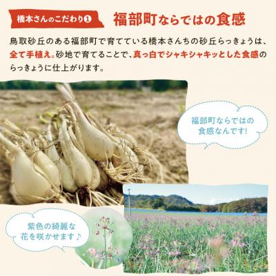 ふるさと納税 鳥取市 橋本さんちの砂丘らっきょう甘酢漬け 500g