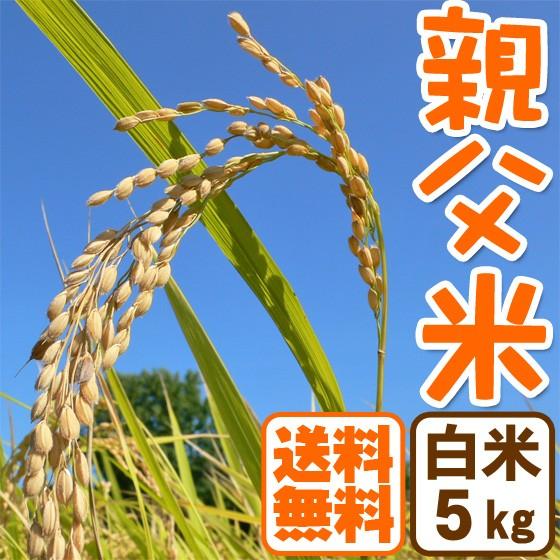 新米 コシヒカリ 5kg 白米 親父米 兵庫県産 令和5年産 送料無料