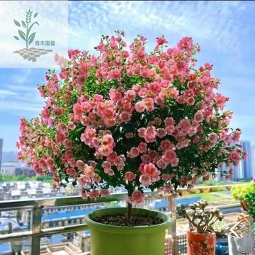 青禾園藝（小木槿種子）熱銷 新品種 棒棒糖 四季庭院花園開花 盆栽植物花卉種子 耐寒耐熱 陽台庭院 開花機器