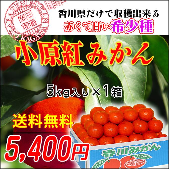 香川県産 小原紅早生みかん5kg　お歳暮や贈答品に送料無料