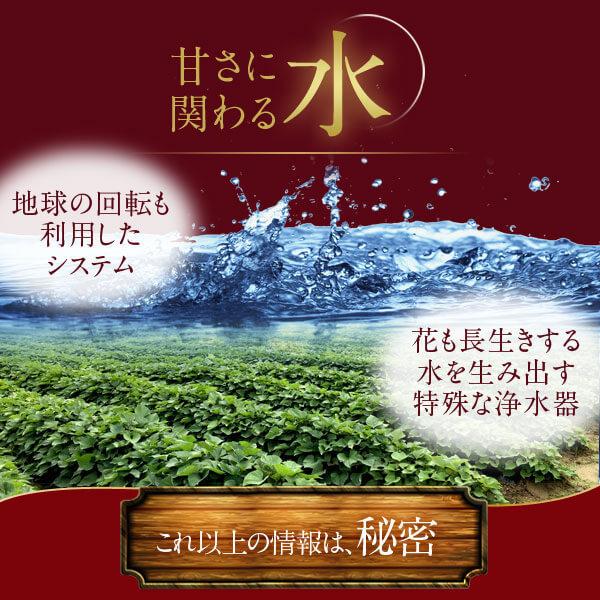 美宝蜜 2kg 500g × 4袋 冷凍 焼き芋 やきいも 紅はるか サツマイモ 無添加 お菓子