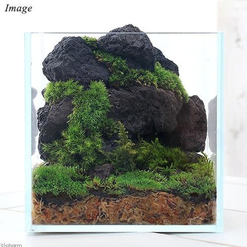 観葉植物）苔テラリウム レイアウトキット 〜ボルケーノ（溶岩石）〜 説明書付 | LINEブランドカタログ