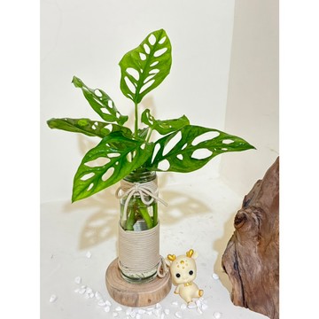 《Kamata🌈》🌲水培洞洞蔓綠絨瓶飾 🌲手工編織花盆 龜背芋 洞葉龜背竹 療癒植物 開幕擺飾 開店送禮 入厝招財植物