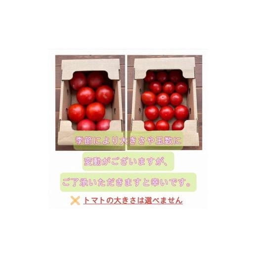 ふるさと納税 愛知県 碧南市 ファンにならずにいられない ファーストトマト＆トマトベリー 計1.4kｇ（3月〜5月で発送）　H004-149