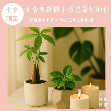 預購💝浪漫過七夕【好植日常】｜好植日常｜愛情幸運樹｜七夕遇見最好的你｜ 綠精靈合果芋 × 馬拉巴栗 x香氛2組 - 馬拉巴栗是幸運與能量之樹，搭配合果芋的生命力，寓意愛情的遇見是最美好的幸運