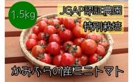 特別栽培＆JGAP認証農場　かみふらの産朝採れミニトマト1.5kg