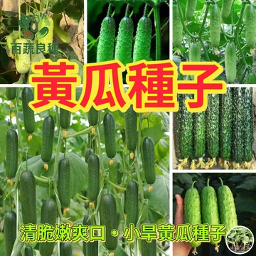 刺瓜種子 花瓜籽 大黃瓜種子 小黃瓜籽 夏季蔬菜 瓜類種子 家庭菜園 陽台盆栽 攀藤作物 沙拉食材 醃漬瓜類 豐產品種