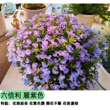 【台灣現貨】六倍利種子 翠蝶花 麗紫色 爆花垂墜感 陽台盆栽必備 春秋播種 花壇吊盆植物 蜜源植物 庭院造景