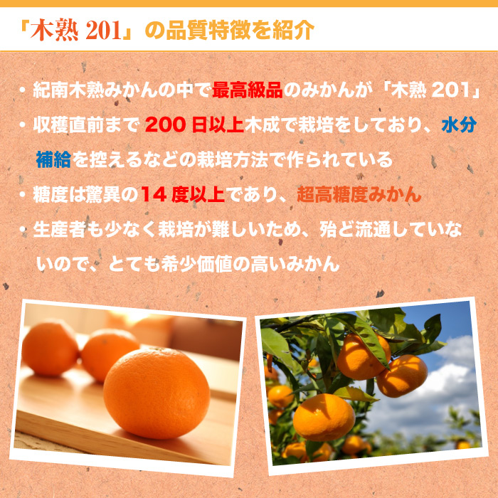 [当日発送可] 木熟みかん 木熟201 紀南木熟みかん 糖度14度 5kg プレミアムみかん 高糖度 和歌山県産 JA紀南 お歳暮 ギフト 贈り物 産地箱