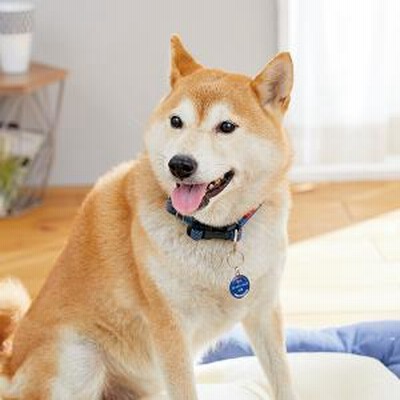 Peppy ペピイ Sippole ネームプレート レッド 丸 小 迷子札 犬用 通販 Lineポイント最大get Lineショッピング