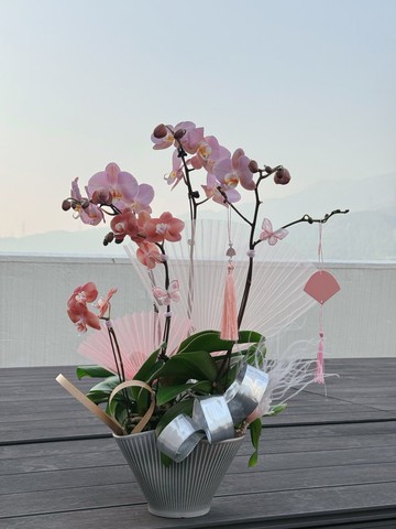 Soft wings in sunbeams 雙色蘭花擺設