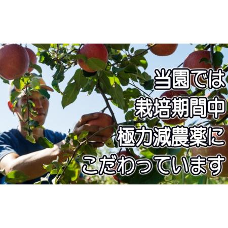 ふるさと納税 訳あり品 パリっと！！葉とらずふじ 約10kg 青森県弘前市