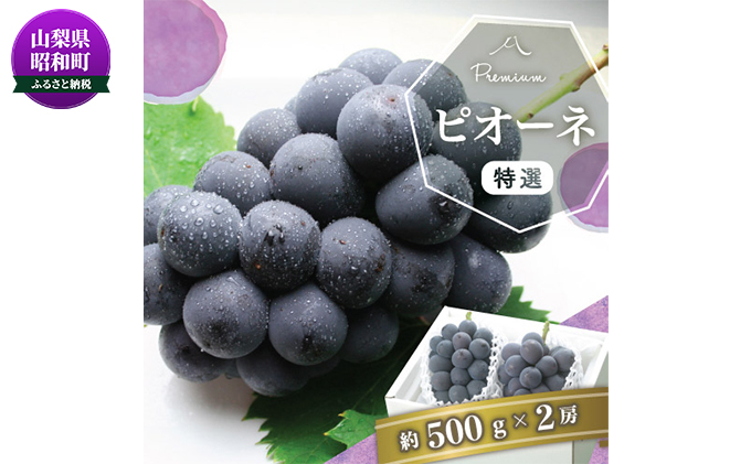 山梨県産 種無しピオーネ約500g×2房