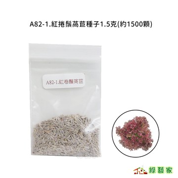 A82-1.紅捲鬚萵苣種子1.5克(約1500顆)皺葉萵苣，葉色呈紫紅色，色澤佳。葉皺切刻狀，口感好 葉菜類【綠藝家】