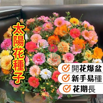 臺灣現貨 太陽花種子 矮桿盆栽/食用向日葵 易種快開花 兒童園藝 陽台庭院 金黃色花海 超美超便宜 盆栽地栽