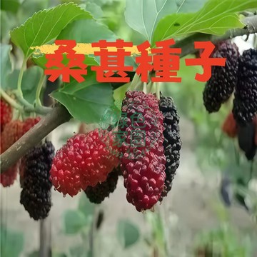 🍇台灣現貨🍇 桑葚種子 黑樹莓種子四季果桑樹種子 果實碩大 陽台盆栽 果樹入門 當年結果 自製果醬 新手友善 滿額免運