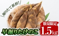 a806 数量限定！早堀り筍(正味約1.5kg)国産 早堀り たけのこ タケノコ 筍 竹の子